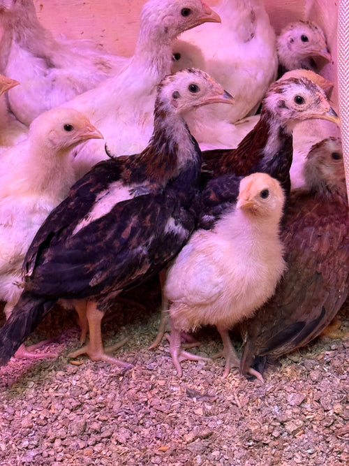 Hens at the coop