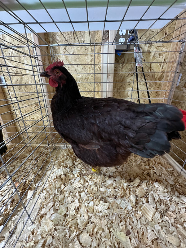 Suzie the Rhode Island Red hen