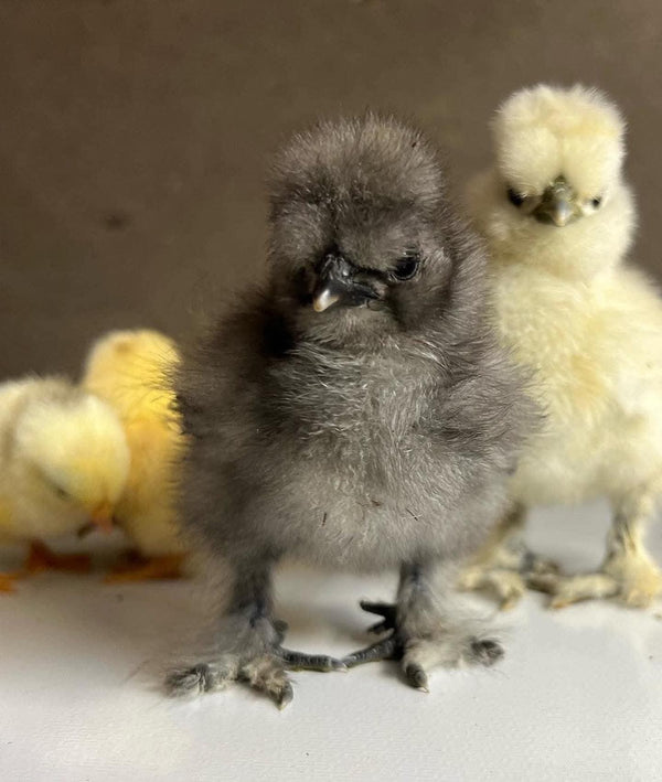 Mavis the Silkie