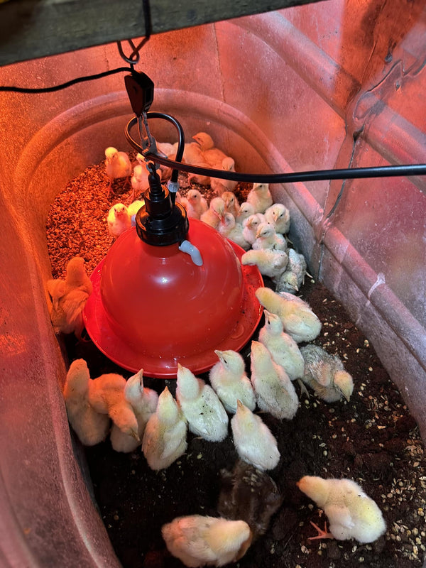 Poultry Bell Waterers - Walker Supply Co