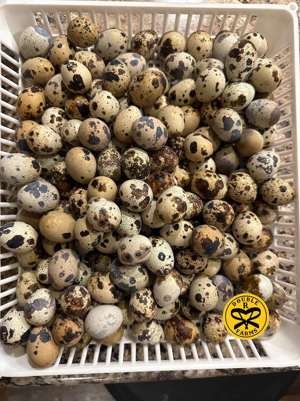 Freeze-Dried Whole Quail Eggs 18 Pack