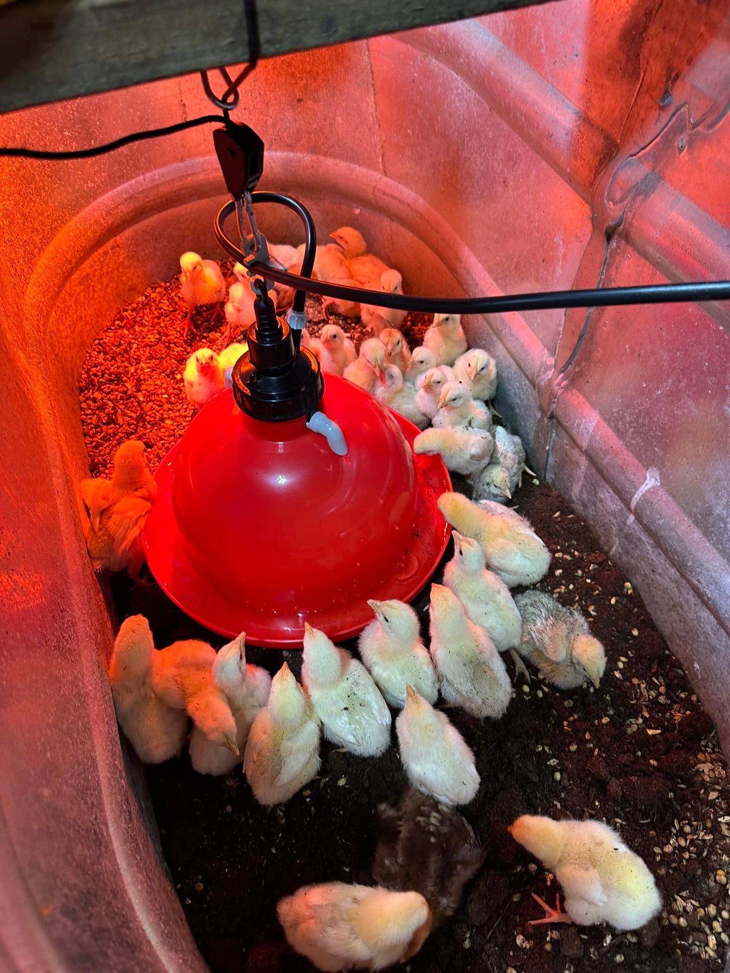 Poultry Bell Waterers