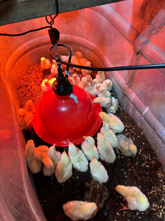 Poultry Bell Waterers