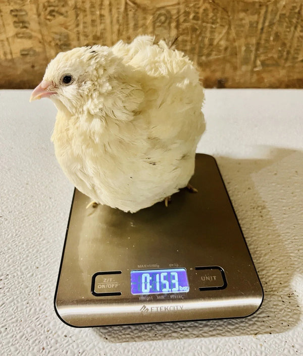 Pearl the Quail