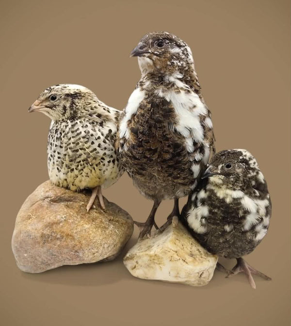 Frozen Feeder Quail - Walker Supply Co