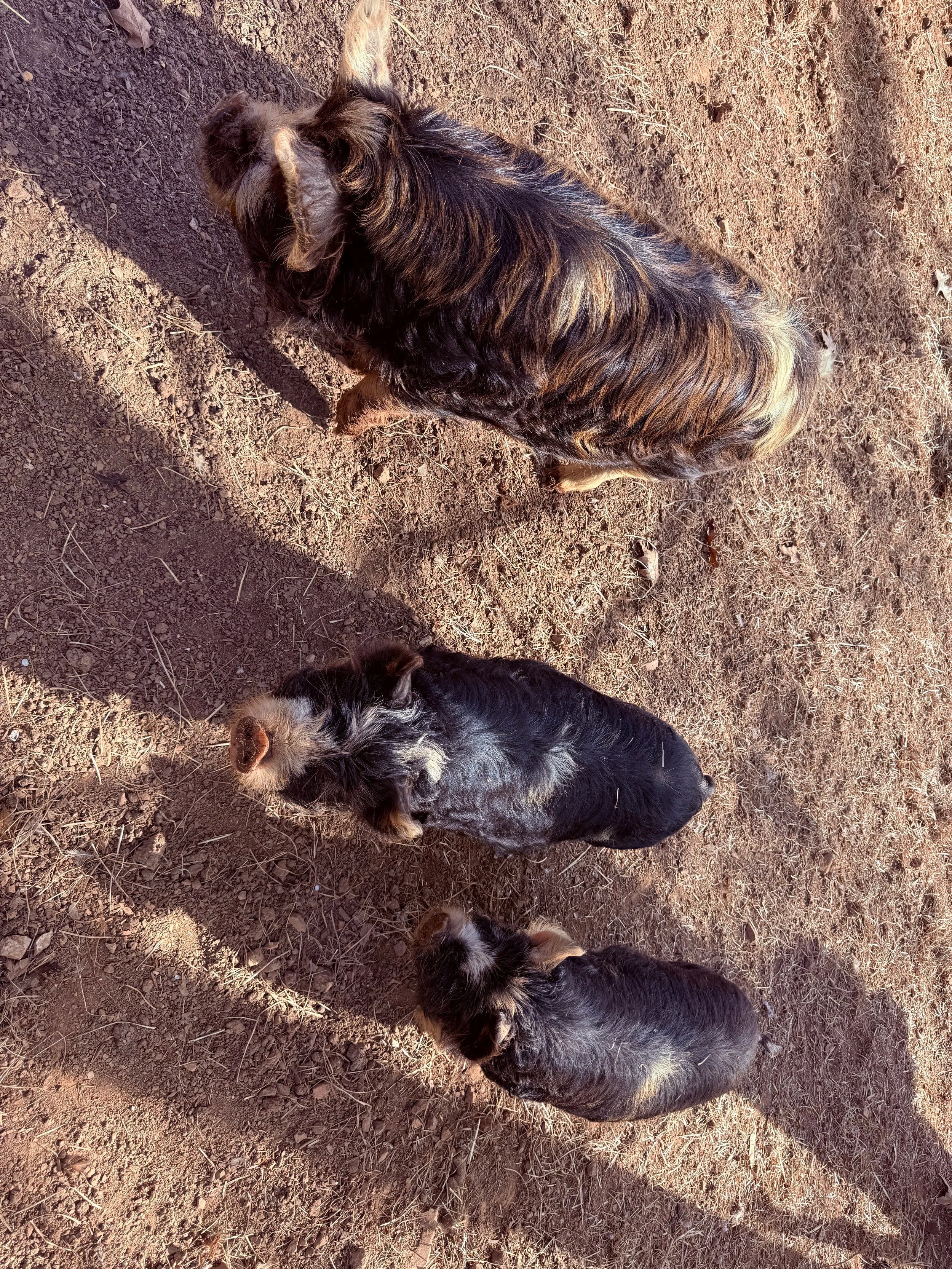 Pigs at the farm